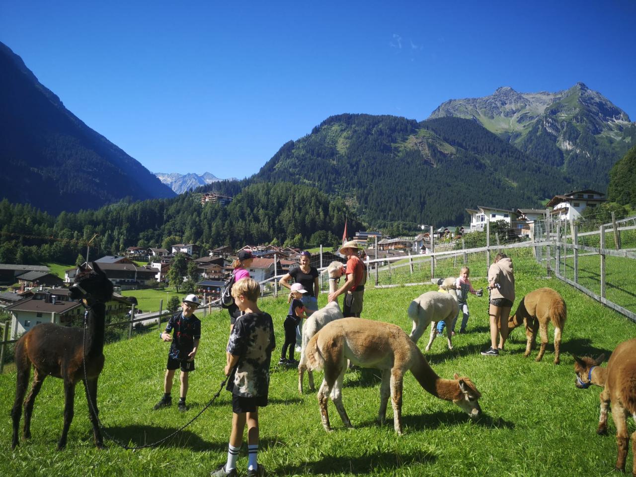 Kinder mit Alpakas
